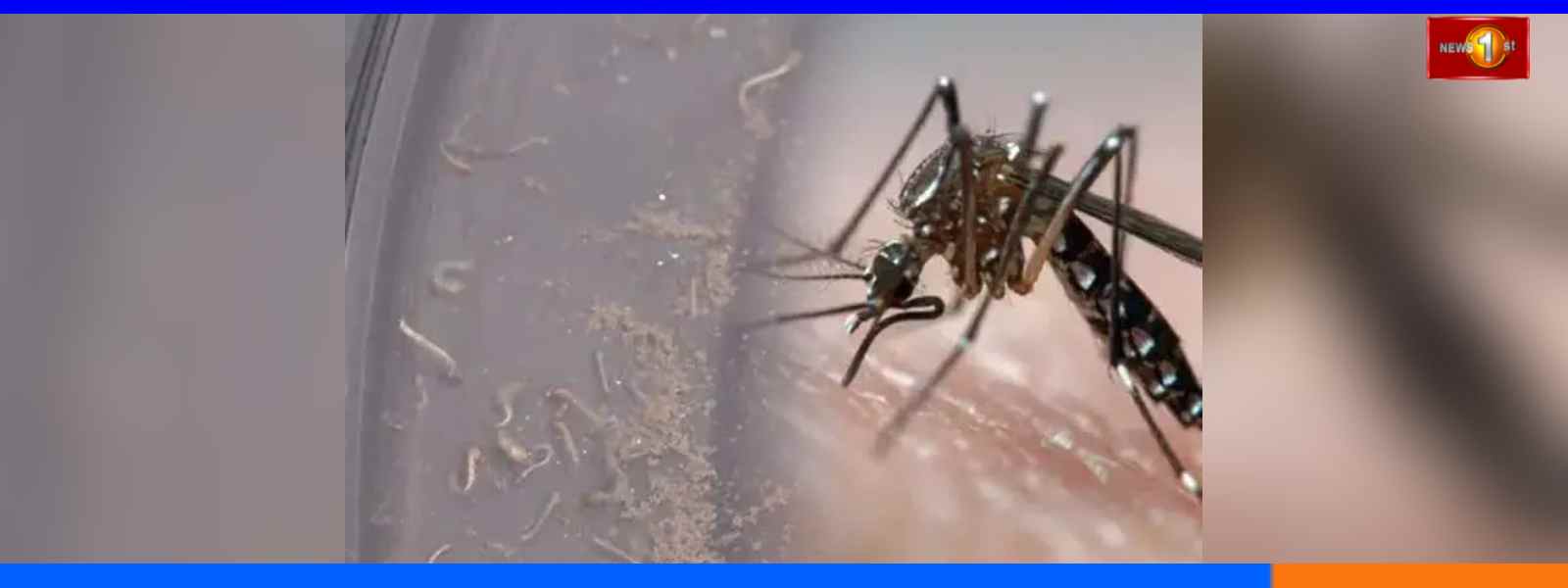 දිවයින පුරා මදුරු කීට ඝනත්වය යළිත් ඉහළට..